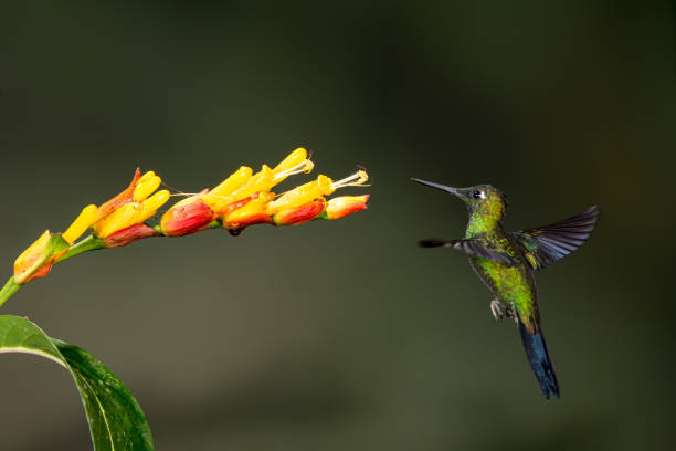 istock Hummingbird and Flower in Ecuador 1226685954