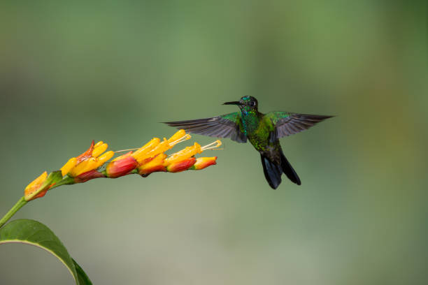 istock Hummingbird and Flower in Ecuador 1226685957