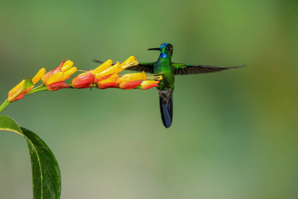istock Hummingbird and Flower in Ecuador 1226685958
