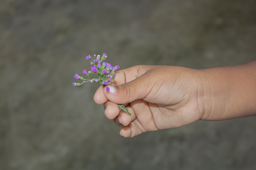 Child hand holding a flower, toned photo. Focus for flowers. Background toning for filter