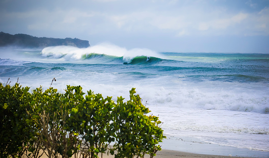 Surfer on a very large wave in the distance somewhere in Chiba, Japan the waves are big in size with a green hedge in the foreground. Chiba close to Tokyo is famous for its surfing and stunning coastline.