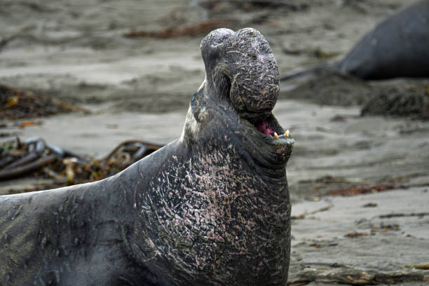 istock Bull elephant seal in mating seacon 1226686901