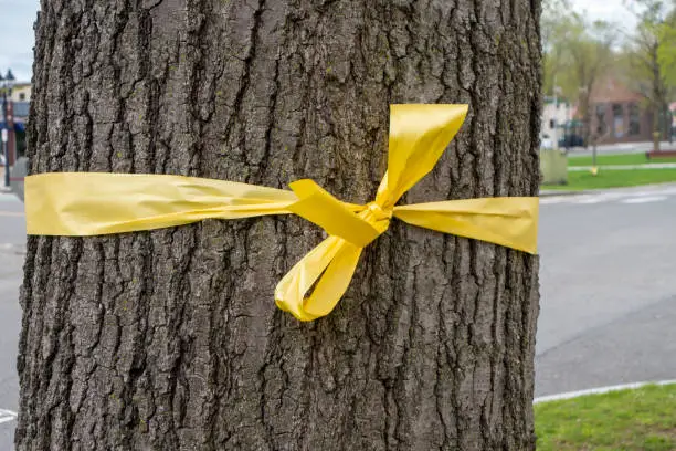 Photo of yellow ribbon tited to a big thick tree