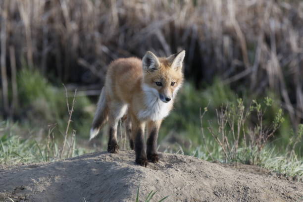 istock A red fox kit outside the entrance to the den 1226690113