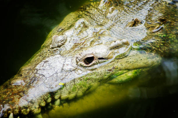 istock The alligator and its history 1226692315