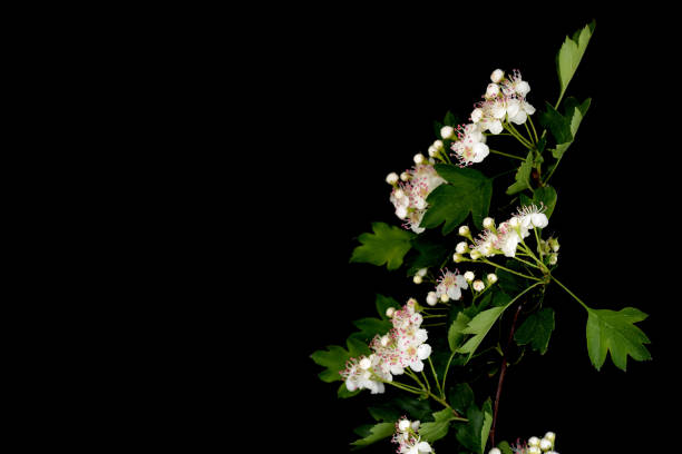 цветущая ветвь боярышника (crata'gus mon'gyna) изолирована на черном фоне крупным планом - crataegus monogyna стоковые фото и изображения