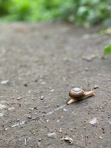 Snail after the rain in the Pacific Northwest