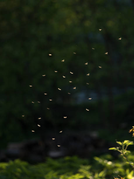istock Mosquitoes swarm at sunset in the forest 1226696251