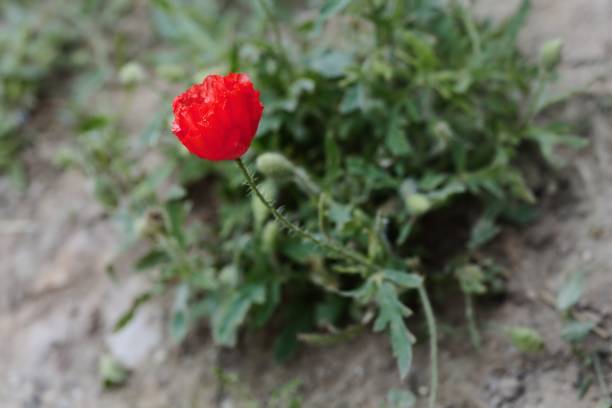 istock A poppy in bloom with leaves on a bare ground 1226697843