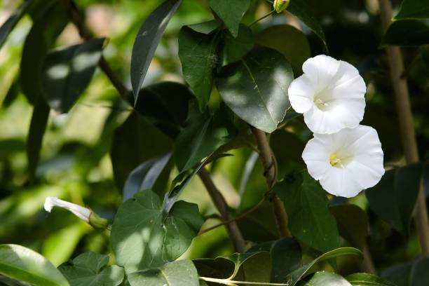 istock Two white convolvulus in bloom surrounded by foliage 1226698033
