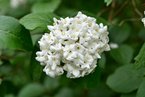 Fragrant flowers of Viburnum