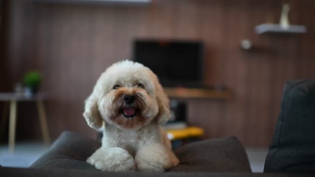 a toy poodle waiting for his owner in living room on sofa