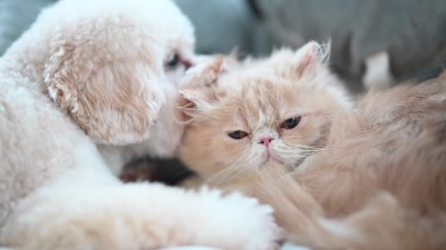 a toy poodle licking on a cat on bed making friends while the cat ignoring the irritating puppy