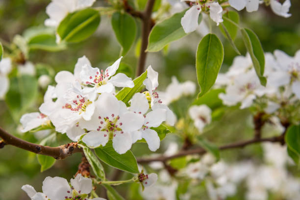 istock Blooming branch of pear tree 1226699667