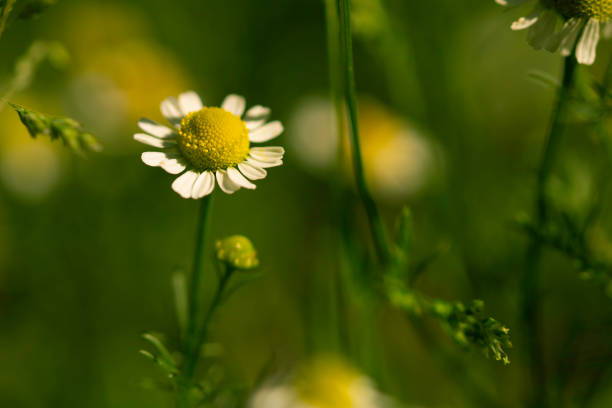 закрыть фон ромашки цветы - chamomile plant chamomile german chamomile annual стоковые фото и изображения