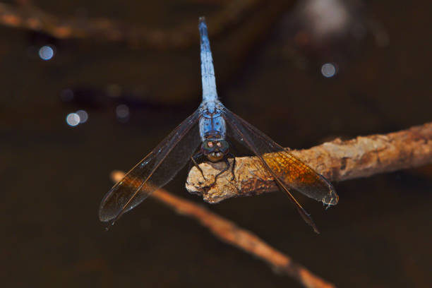 istock Blue Dragonfly In A Wetland 1226700409