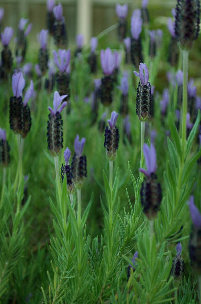 istock Purple Hurb in the Garden 1226700672