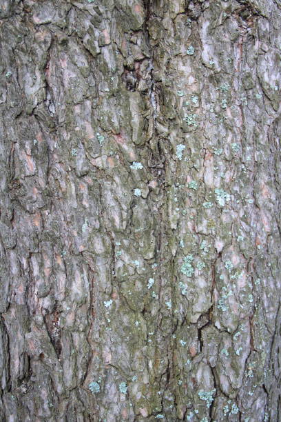 istock Old gray cracked wood bark texture. Tree trunk 1226703991