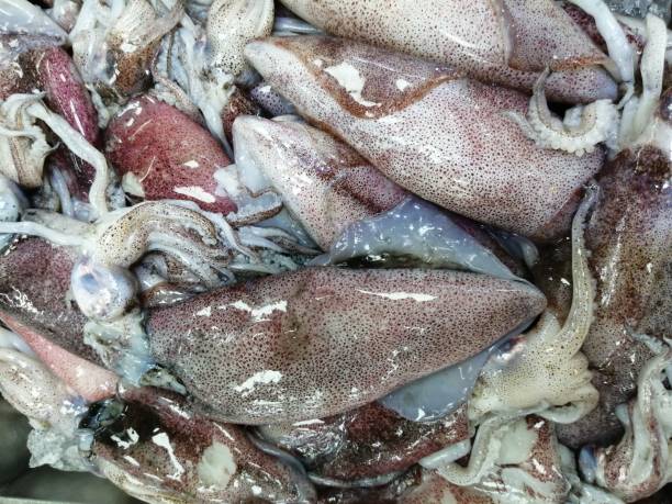 istock Fresh squid fish which is small in size kept in market for sale 1226704057