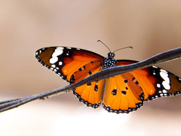 istock A Very Beautiful Butterfly Sitting On a Wire And Spreading Her Wing Look So Awesome 1226704308