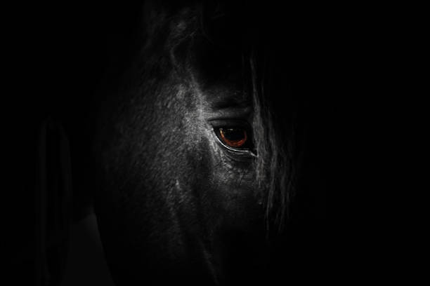 istock Dramatic close up black horse head 1226705923