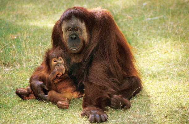 istock ORANG-UTAN pongo pygmaeus, MOTHER WITH BABY 1226706207