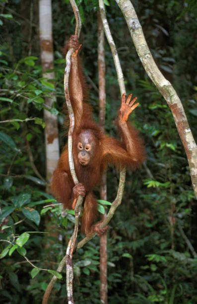 istock ORANG UTAN pongo pygmaeus, YOUNG HANGING FROM BRANCH, BORNEO 1226706211