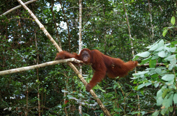 istock ORANG UTAN pongo pygmaeus, FEMALE HANGING FROM BRANCH, BORNEO 1226706212