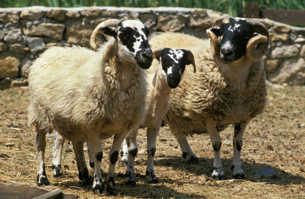 istock SCOTTISH BLACK FACE SHEEP, RAM WITH EWE AND YOUNG 1226706219