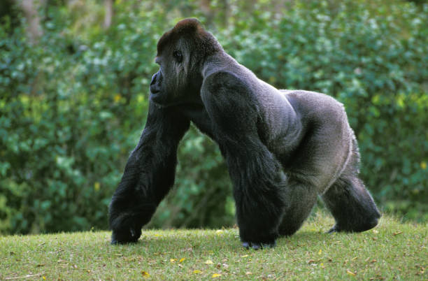 Gorilla, Barcelona Zoo, Catalonia