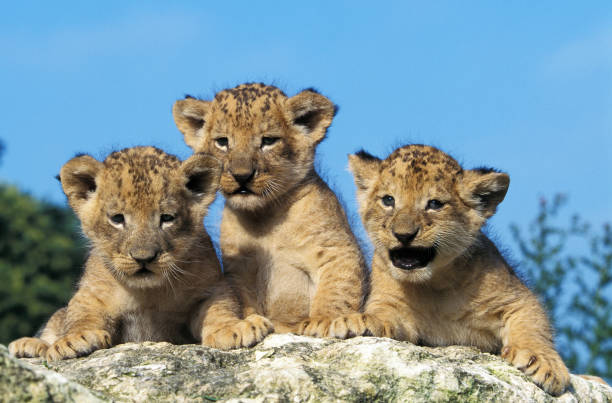 istock AFRICAN LION panthera leo, CUB STANDING ON ROCK 1226706753