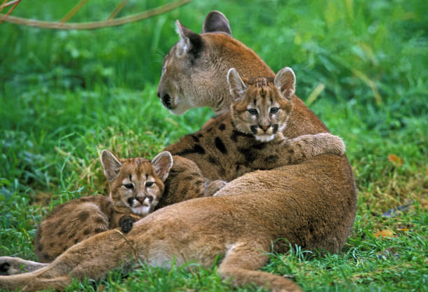 istock COUGAR puma concolor, MOTHER WITH CUBS 1226706761