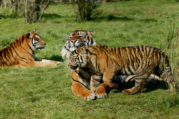 istock SUMATRAN TIGER panthera tigris sumatrae, FEMALE WITH CUB 1226706772