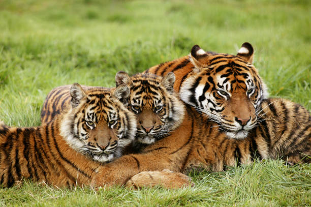 istock SUMATRAN TIGER panthera tigris sumatrae, FEMALE WITH CUB 1226706782