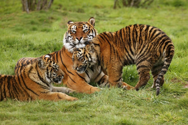 istock SUMATRAN TIGER panthera tigris sumatrae, FEMALE WITH CUB 1226706788