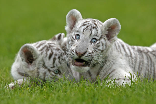 istock WHITE TIGER panthera tigris, CUB STANDING ON GRASS 1226706802