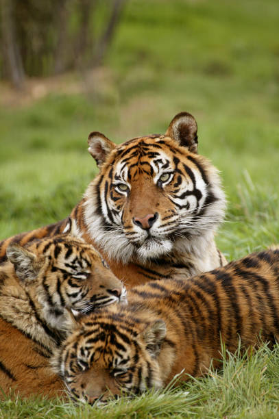 istock SUMATRAN TIGER panthera tigris sumatrae, FEMALE WITH CUB 1226706806