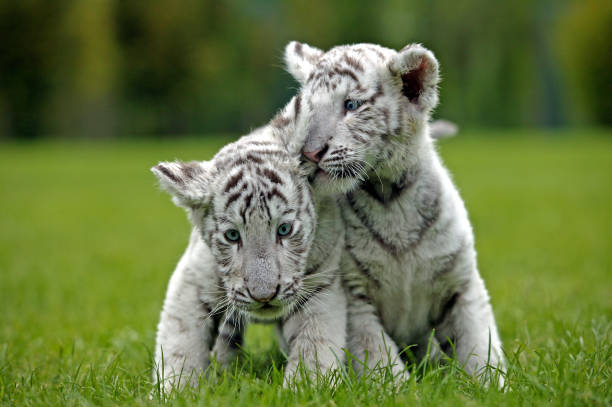 istock WHITE TIGER panthera tigris, CUB STANDING ON GRASS 1226706829