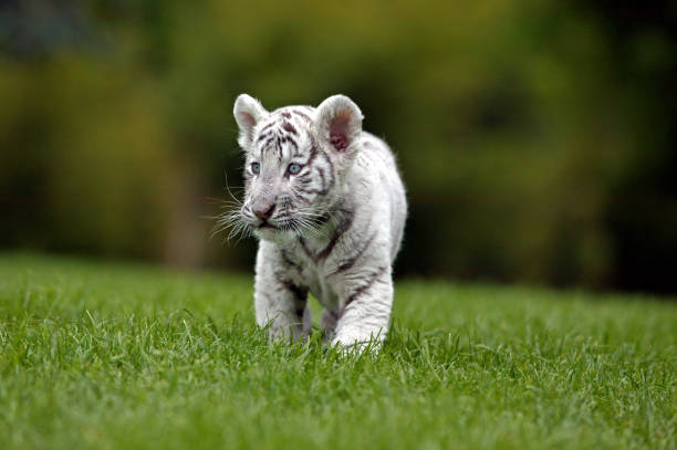 istock WHITE TIGER panthera tigris, CUB STANDING ON GRASS 1226706837