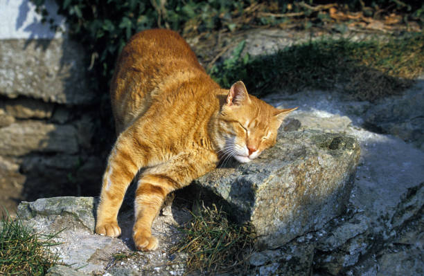 RED TABBY CAT, ADULT RUBBING AGAINST STONE