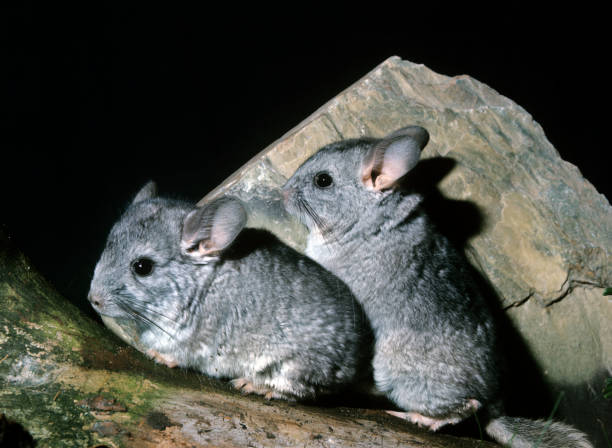 CHINCHILLA chinchilla laniger, ADULTS CHINCHILLA chinchilla laniger, ADULTS chinchilla lanigera stock pictures, royalty-free photos & images