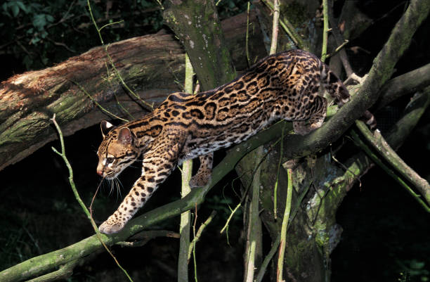 ocelot leopardus pardalis, adulto andando em galhos - jaguatirica - fotografias e filmes do acervo
