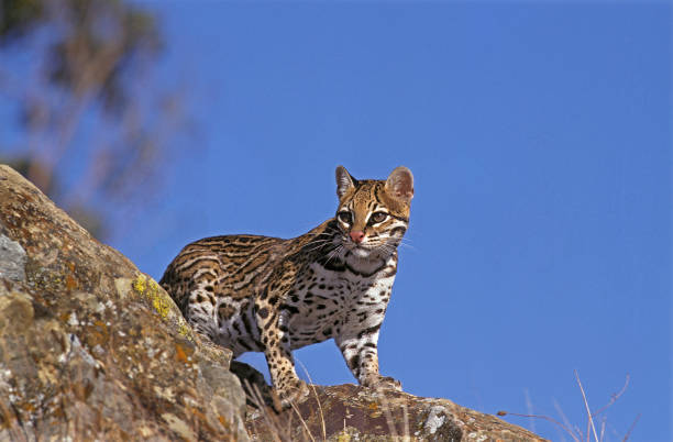 ocelot leopardus pardalis, adult standing on rock - jaguatirica - fotografias e filmes do acervo