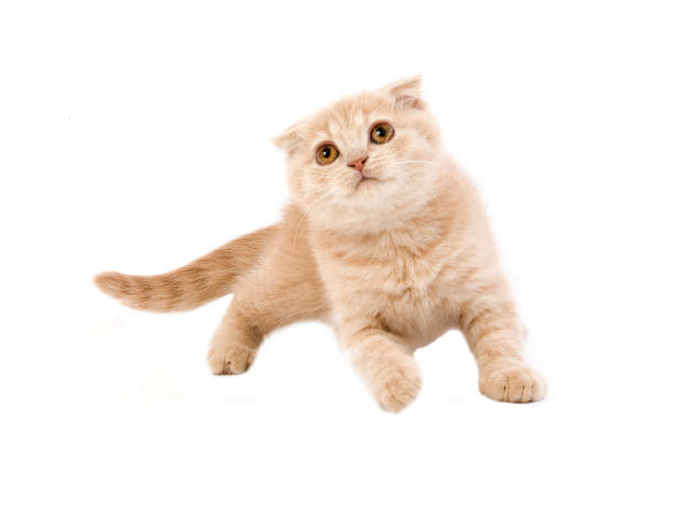 istock CREAM SCOTTISH FOLD KITTEN AGAINST WHITE BACKGROUND 1226707272