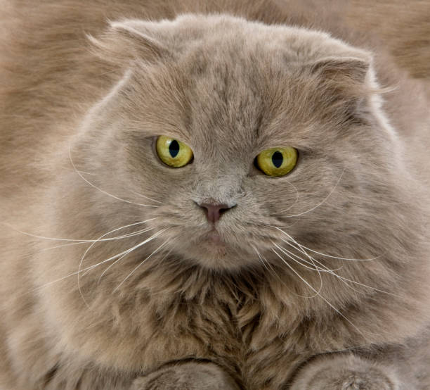 istock LILAC SELF HIGHLAND FOLD OR LILAC SELF SCOTTISH FOLD LONGHAIR FEMALE 1226707301