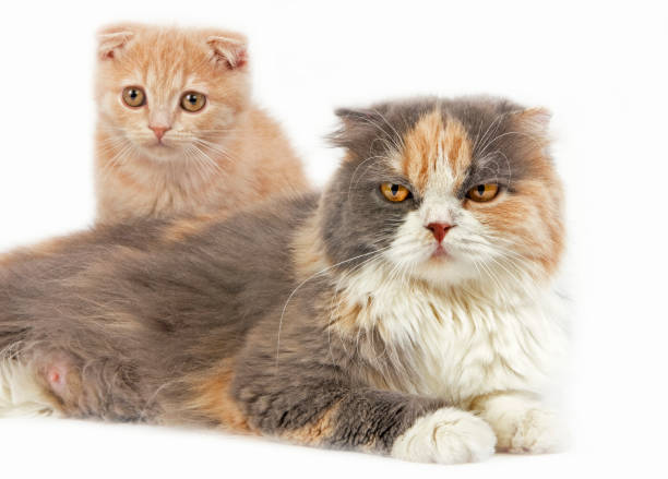istock BLUE CREAM AND WHITE HIGHLAND FOLD FEMALE WITH ITS CREAM SCOTTISH FOLD KITTEN 1226707317