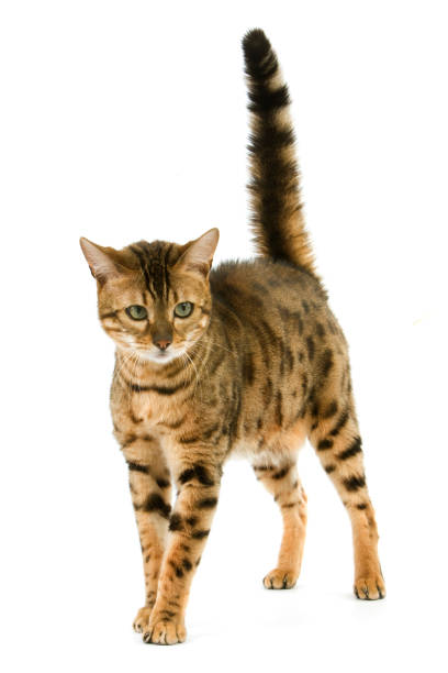 istock BROWN SPOTTED TABBY BENGAL DOMESTIC CAT 1226707431