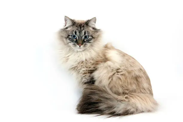 NEVA MASQUERADE SIBERIAN CAT, COLOR SEAL TABBY POINT, MALE AGAINST WHITE BACKGROUND