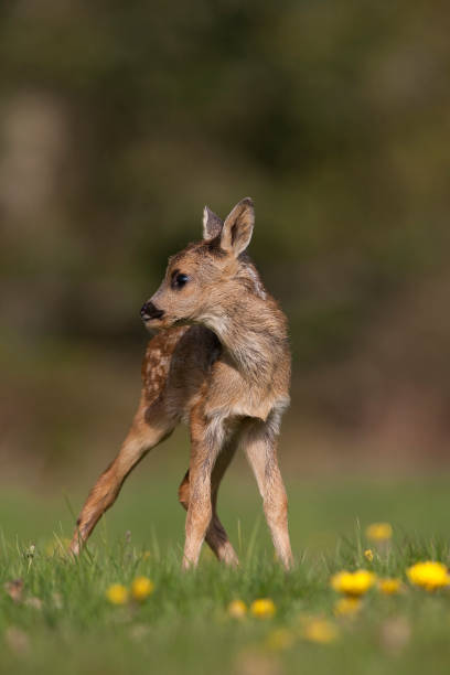 istock Roe Deer, capreolus capreolus, Foan with Flowers, Normandy 1226707527