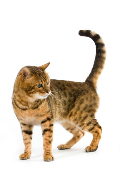 istock BROWN SPOTTED TABBY BENGAL DOMESTIC CAT 1226708070